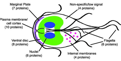 Localizations Of Glactin Filament Interactors Diagram Of A Giardia Download Scientific Diagram