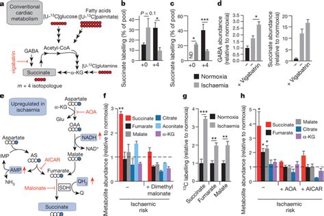 Reverse Sdh Activity Drives Ischaemic Succinate Accumulation By The