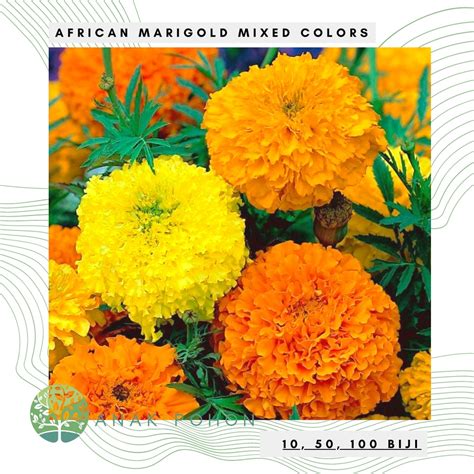 Jual Benih Bibit Biji Bunga African Marigold Mixed Colors Flower