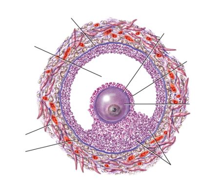 Hlsc Chp Mature Graafian Ovarian Follicle Diagram Quizlet