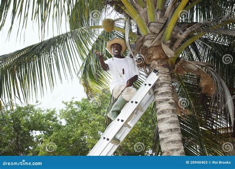 Coconut Man Stock Image Image Of Gathering Coconut 20940403