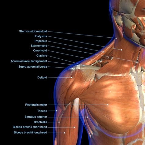 Muscles In The Chest Joi Jacksonville Orthopaedic Institute