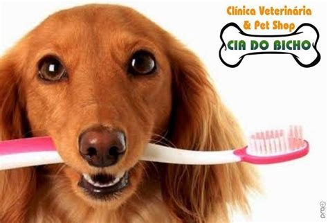 Dica Cia do Bicho Higiene bucal do seu pet vai além da estética é uma