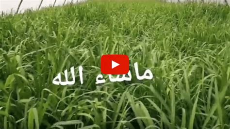 Siambaza Mombasa Grass Panicum Maximum Tropical Seedstropical Seeds