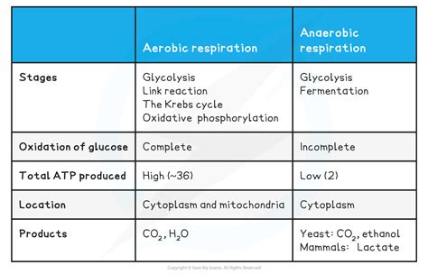 Energy Yield Of Aerobic Vs Anaerobic Respiration OCR A Level Biology