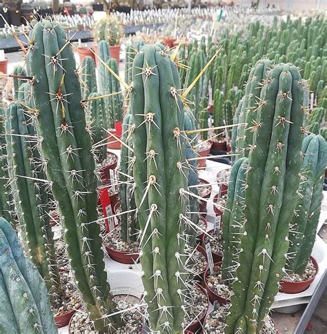 Trichocereus Peruvianus Cv Longispinus Uhlig Kakteen Über 5000