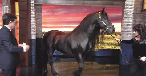 Frederik The Great Is Real Life 'Black Beauty' As Friesian Horse