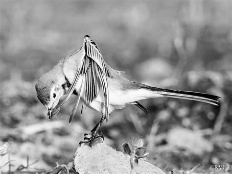 White Wagtail Motacilla Alba Olympus Digital Camera Flickr