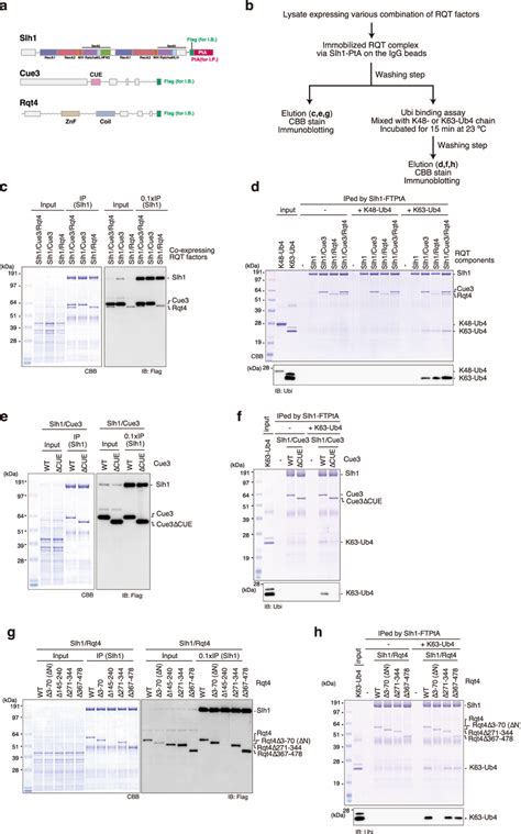 The RQT Complex Interacts With The K63 Linked Ubiquitin Chain Via Two