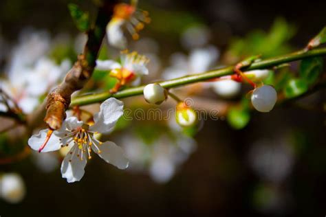 White cherry blossom tree stock photo. Image of cherry - 216627652