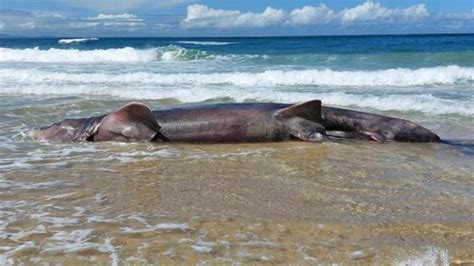 Trovato In Spiaggia Uno Squalo Elefante Di Metri Corriere Tv