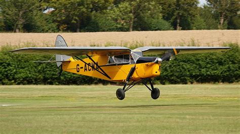 G Acma Dh Leopard Moth Old Warden David Whitworth