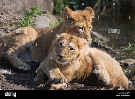 Female Asian Lion Panthera Leo Hi Res Stock Photography And Images Alamy