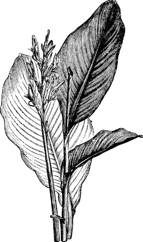 Illustration Of Vintage Canna Indica Flowers And Leaves Vector Indica