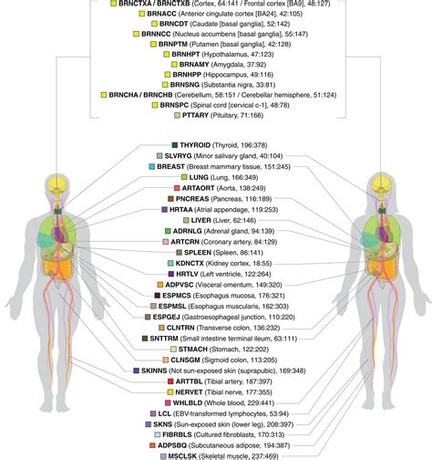 The Impact Of Sex On Gene Expression Across Human Tissues Science