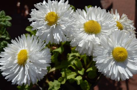 Coqueta o Bellis Perennis Monstrosa El Jardín en Casa