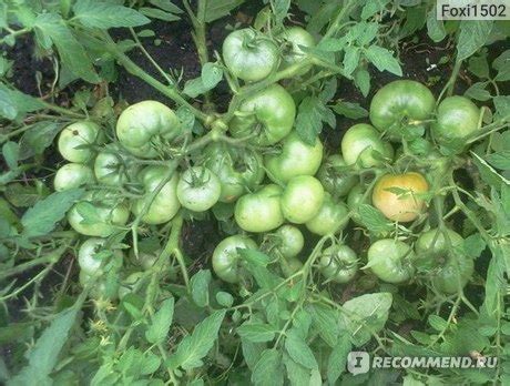 Томат Монгольский карлик: описание сорта помидоров, характеристики ...