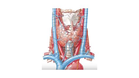 Glándula Tiroides Estructura y función ppt descargar