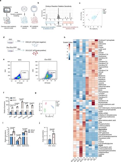 Metabolic Network Analysis And Metabolomics Analysis With 2clcs A B Download Scientific