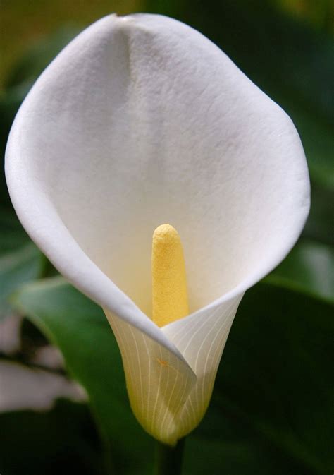 Flores Bonitas Para Regalar Y Su Significado Para Cada Ocasión