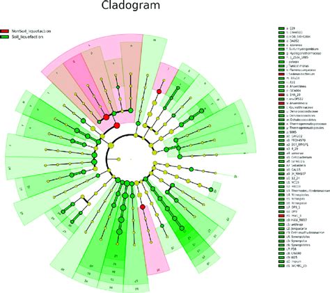 Cladogram Using The Linear Discriminant Analysis Effect Size Lefse