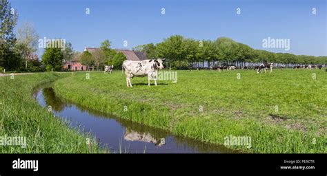 Panorama Of A Farm And Dutch Cows In Groningen Netherlands Stock Photo