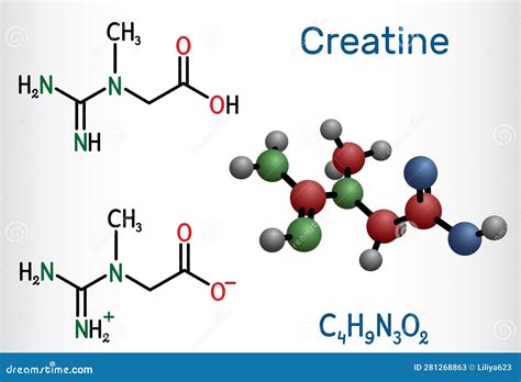 Creatine Molecule Food Supplements Structural Chemical Formula And Molecule Model Stock Vector