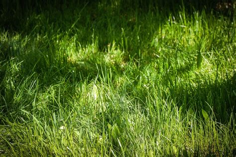 Free Picture Grass Meadow Plant Growth Spring