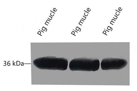 Anti Gapdh Anti Gapdh Mouse Monoclonal Antibody B Abbkine