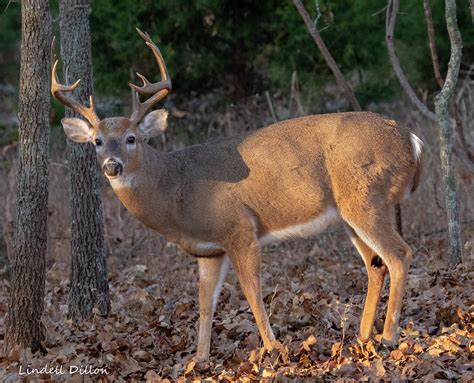 Point Buck A Week Ago Secretions From This Buck S Tarsu Flickr