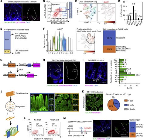 Embryogenic Stem Cell Derived Intestinal Crypt Fission Directs De Novo