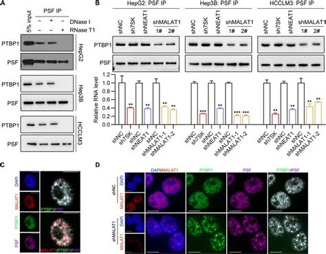 Malat Stabilizes Ptbp Psf Interaction In Multiple Cellular Contexts