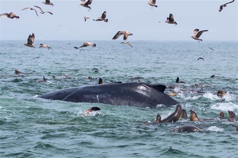 Biological response to upwelling in Eastern Boundary Upwelling Systems ...