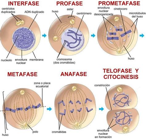 pin de monica de en ciencias mitosis ciclo celular trabajo de biologia