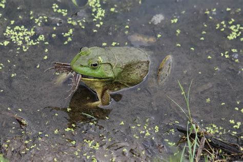 Frog Eating Bug