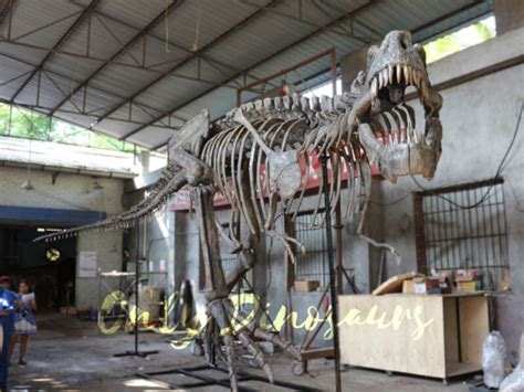 Giant Tyrannosaurus Rex Skeleton For Museum | Only Dinosaurs