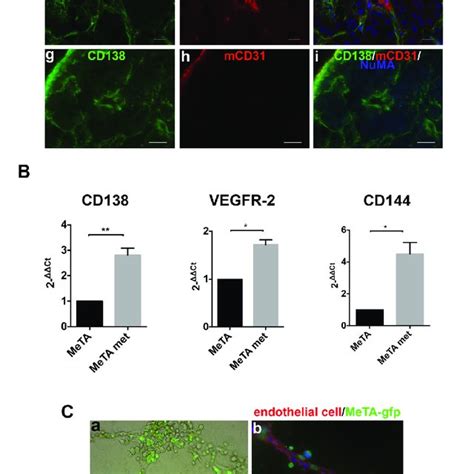 Expression Of Human Cd31 Cd144 And Vegfr 2 In Positive Syndecan 1 Download Scientific Diagram