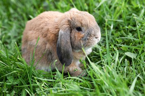 Mini Lop Rabbits Breed Information Temperament Size And Price