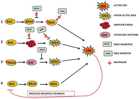 Ijms Free Full Text Biological Rationale For Targeting Mekerk