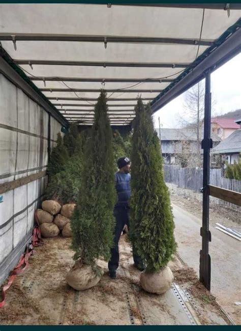 Plante Ornamentale magnolia Glandiflora mesteacăn Tei arțar Moinesti