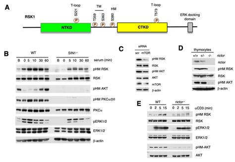 Cells Free Full Text Mtorc Is Involved In The Induction Of Rsk