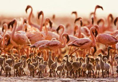 Millions Of Pink Flamingos At Lake Nakuru