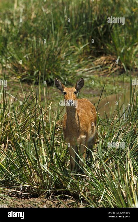 Southern Or Common Reedbuck Redunca Arundinum Female Standing In