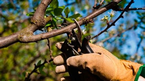 Explican cuándo podar un árbol Agroempresario