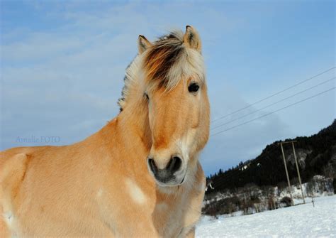 Norwegian Fjord Horse by N0RVV3G14N-G1RL on DeviantArt