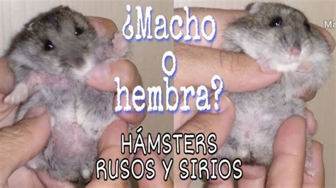 Descubre cómo identificar el sexo de tu hamster ruso en 3 pasos TodoPost