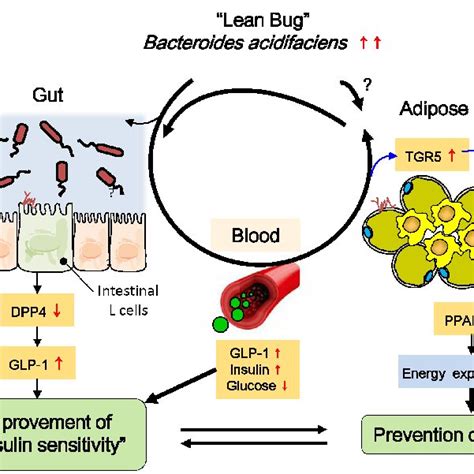 Interactions Between The Gut Microbiota And Host Metabolism The Gut