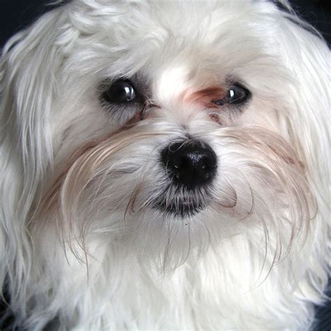 Cane Maltese Origine E Carattere Del Cane Bianco Dei Porti