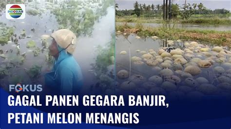 Petani Menangis Lantaran Gagal Panen Melon Yang Terendam Banjir Fokus