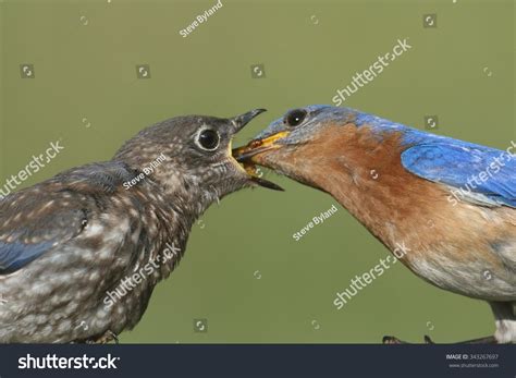 Male Eastern Bluebird Sialia Sialis Feeding Stock Photo (Edit Now) 343267697